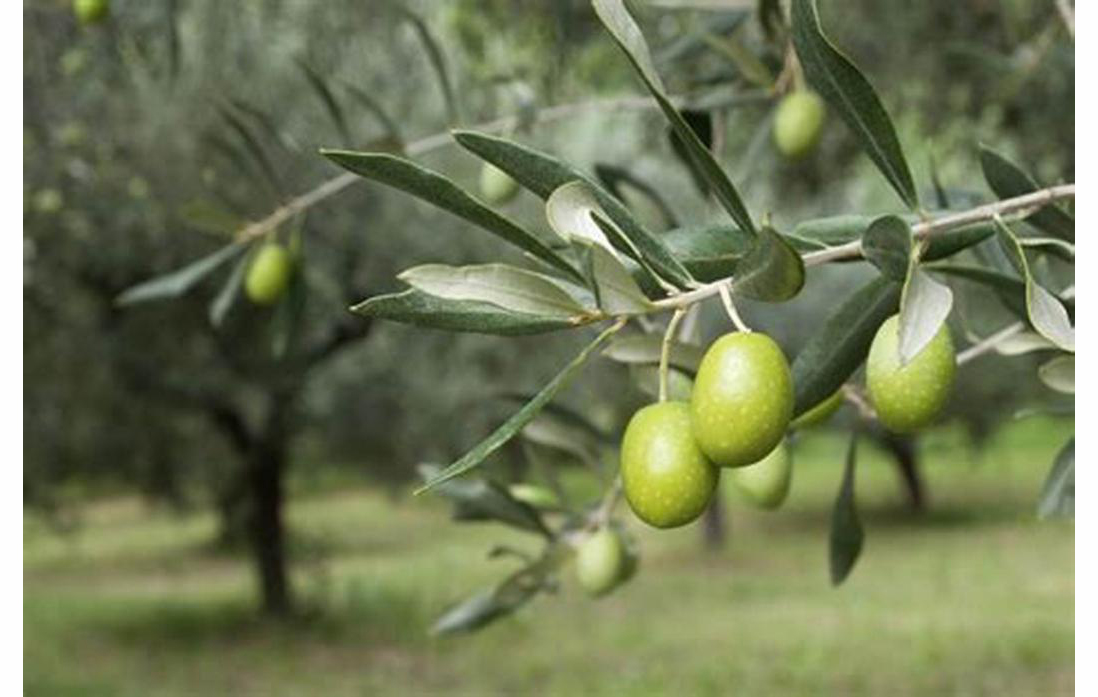 C&acirc;y &ocirc; liu